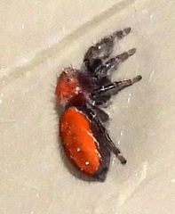 Phidippus cardinalis