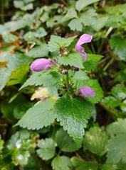 Lamium maculatum