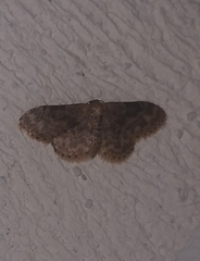 Idaea inquinata