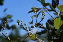 Philadelphus tenuifolius