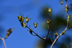 Philadelphus tenuifolius