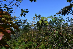 Philadelphus tenuifolius