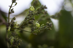 Heliocarpus terebinthinaceus