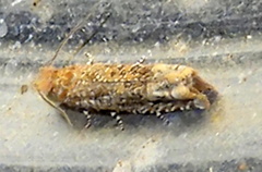 Pelochrista comatulana