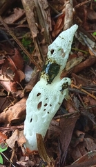 Staheliomyces cinctus