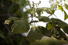 Heliocarpus terebinthinaceus
