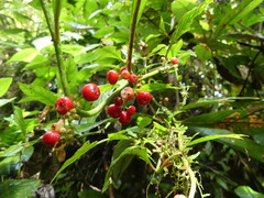 Hoffmannia verticillata