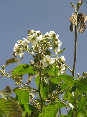 Rubus floribundus
