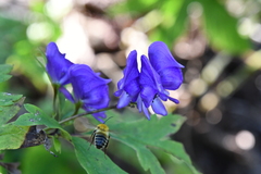 Aconitum taigicola