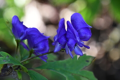 Aconitum taigicola