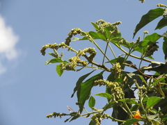 Varronia cylindrostachya