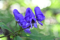Aconitum taigicola