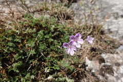 Erodium glandulosum