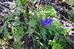 Aconitum taigicola