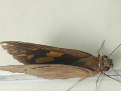 Erionota thrax