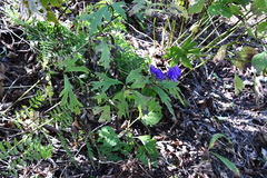 Aconitum taigicola
