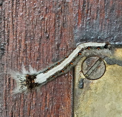 Leipoxais peraffinis