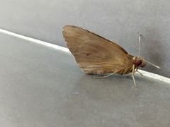 Erionota thrax