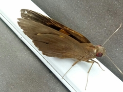 Erionota thrax