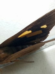 Erionota thrax