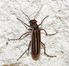 Epicauta vittata