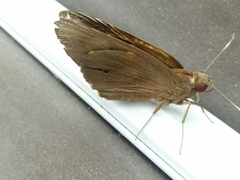 Erionota thrax