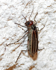 Epicauta vittata