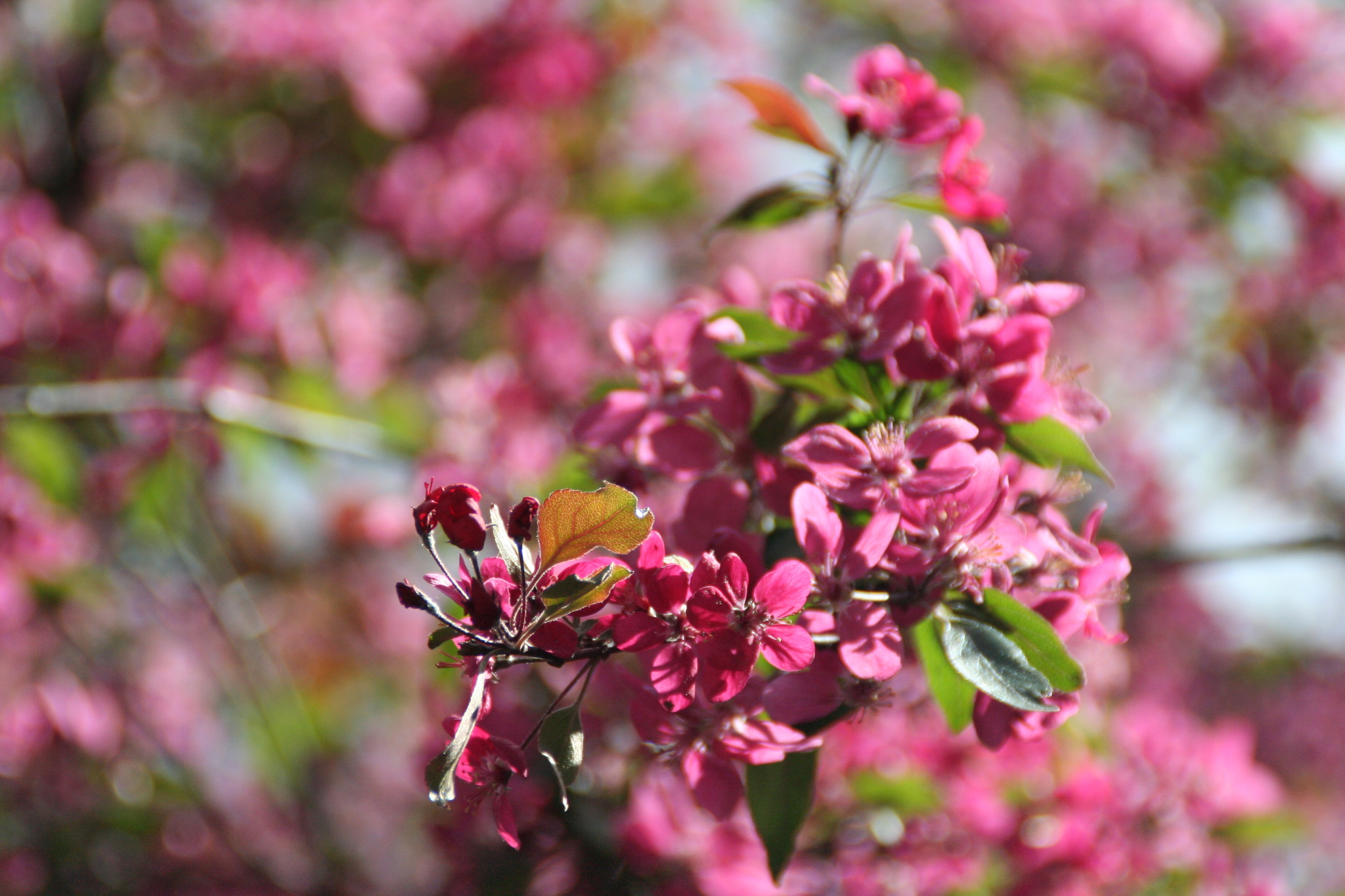 Malus X purpurea