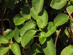 Muehlenbeckia tamnifolia