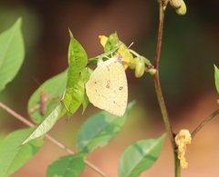 Catopsilia pyranthe
