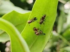 Ropalidia cyathiformis