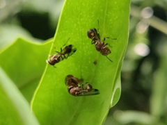 Ropalidia cyathiformis