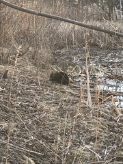 Castor canadensis