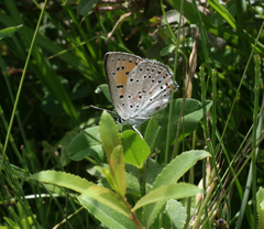 Lycaena alciphron melibaeus