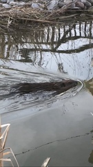 Castor canadensis