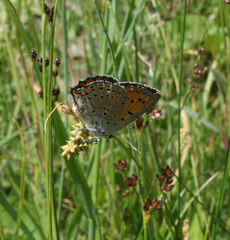 Lycaena alciphron melibaeus