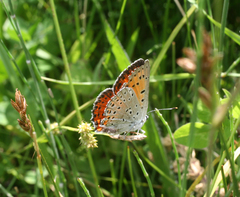 Lycaena alciphron melibaeus