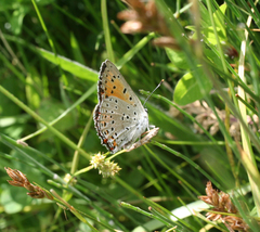 Lycaena alciphron melibaeus