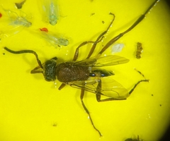 Evaniella semaeoda