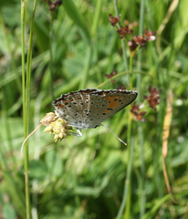 Lycaena alciphron melibaeus