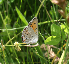 Lycaena alciphron melibaeus