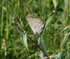 Lycaena alciphron melibaeus