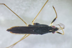Gerris insperatus