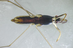 Gerris insperatus