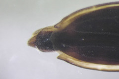 Gerris insperatus