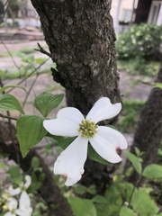 Cornus florida