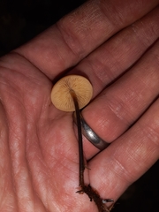 Heimiomyces fulvipes