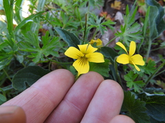 Viola praemorsa