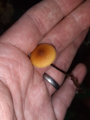 Heimiomyces fulvipes