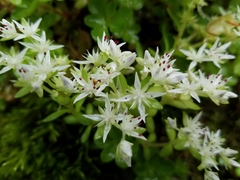 Sedum ternatum